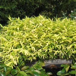 Bambou Pleioblastus auricomus